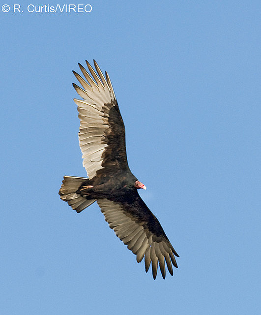 Turkey Vulture